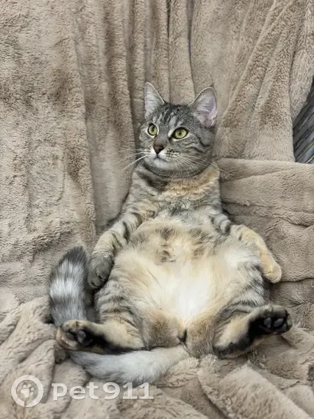Chatte Dior perdue, yeux jaunes - photo