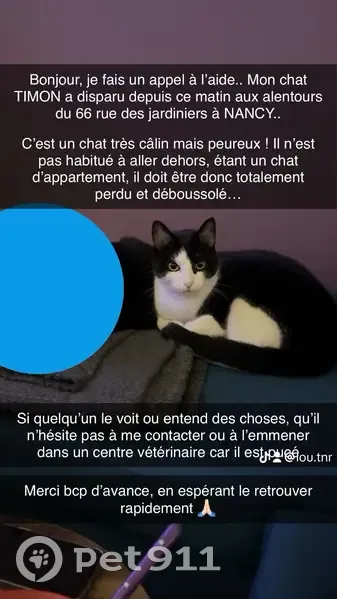 Chat noir et blanc perdu à Nancy - photo