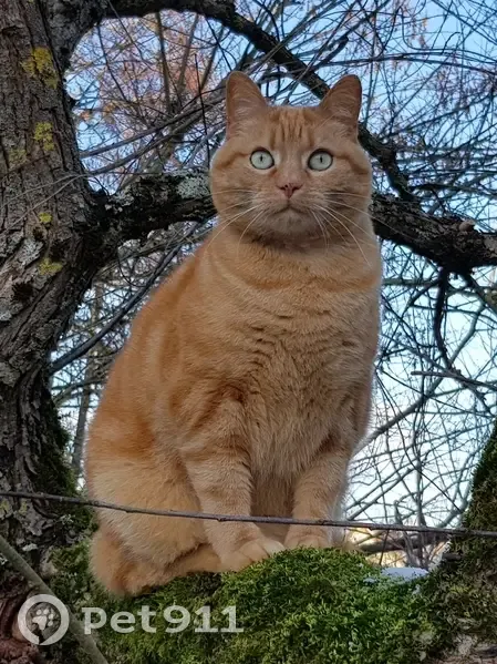 Mouki, chat roux perdu à Sarreguemines - photo