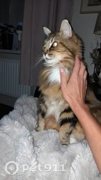 Chat Maine Coon perdu à Arras - photo