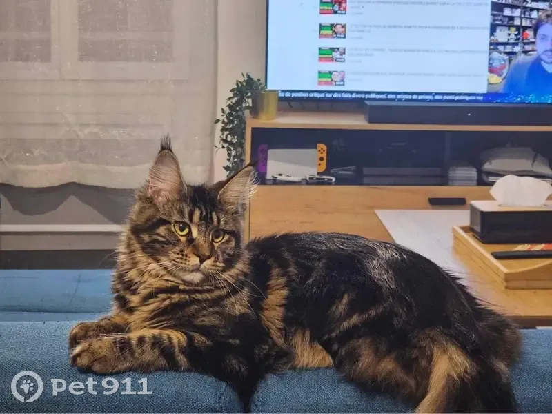 Chatte Nala tricolore perdue - photo
