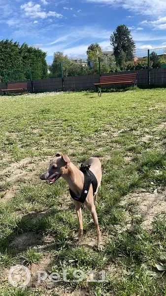 Chien lévrier perdu à Paris - photo