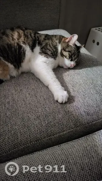 Nami, chat tigré perdu à Eckbolsheim - photo