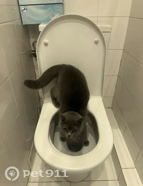 Chat perdu: Kitty absente depuis 30/04 - photo