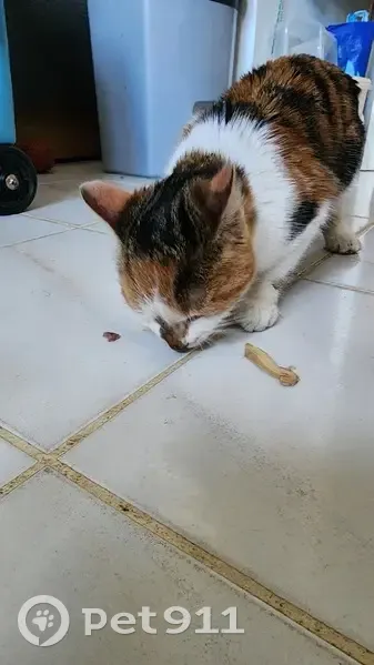 Chatte écaille trouvée, aidez-nous! - photo