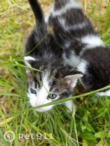 Chatons blancs/gris trouvés - photo