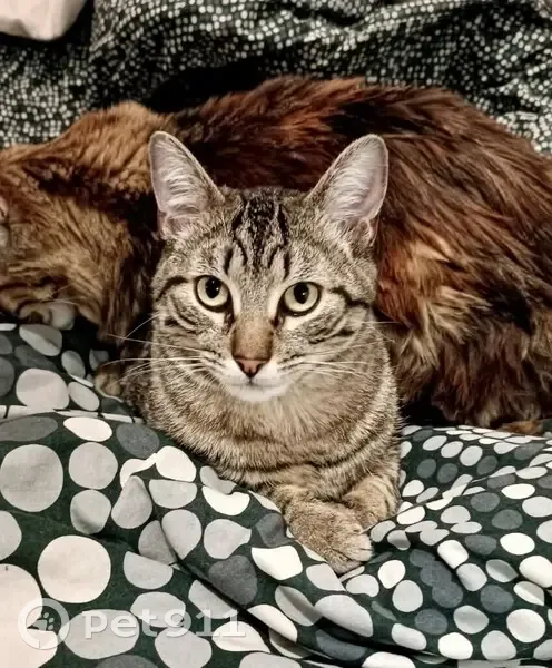 Chat gris tigré perdu à Thiais - photo