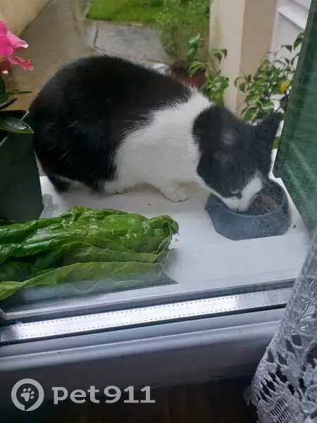 Chat perdu à Massy retrouvé - photo