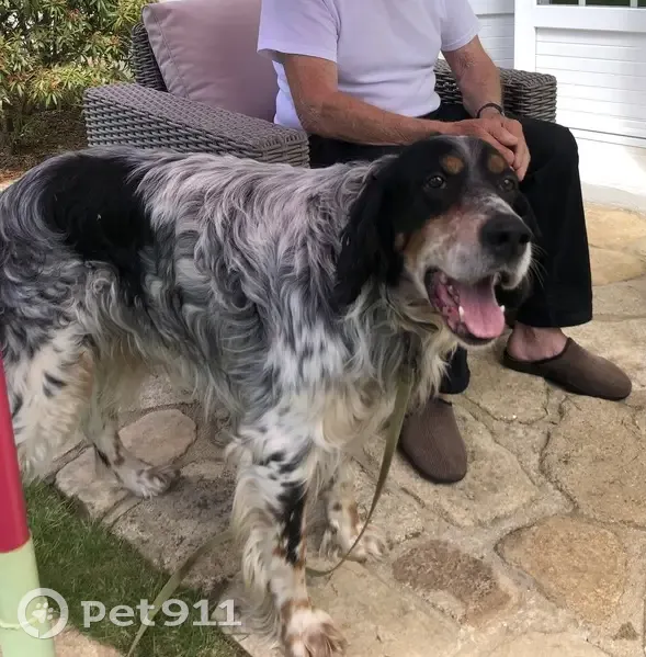 Chien Setter Anglais Perdu à Landrévarzec - photo