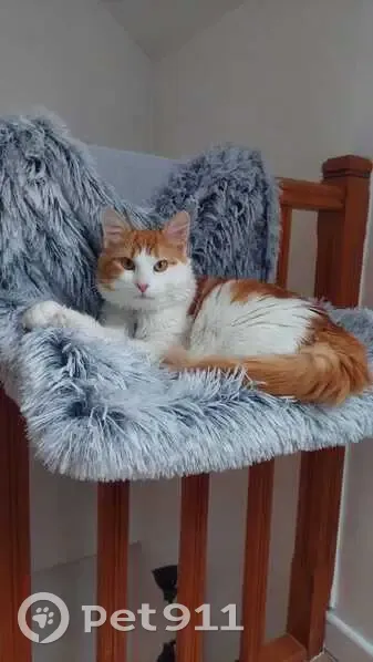 Chat Angora Turc Perdu à Ivry - photo