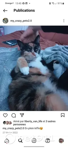 Hermione, chat égaré, Moutiers - photo
