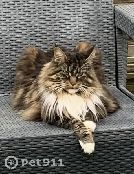 Chat Maine Coon perdu à Royan - photo