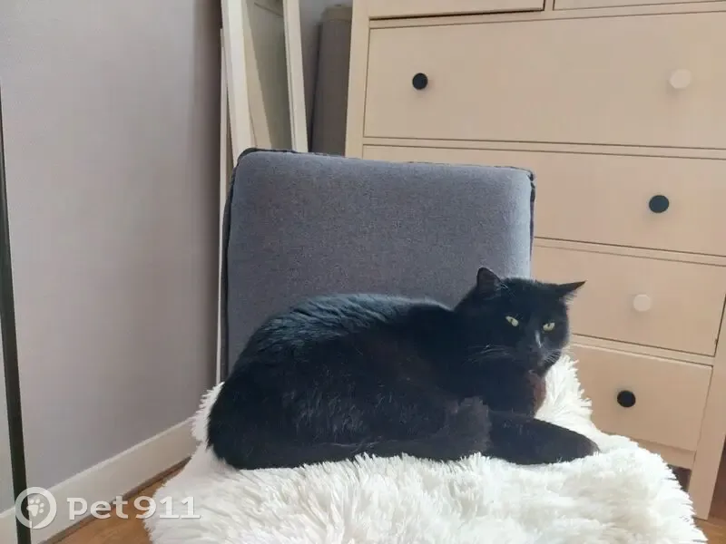 Chat noir tatoué perdu à Rezé - photo