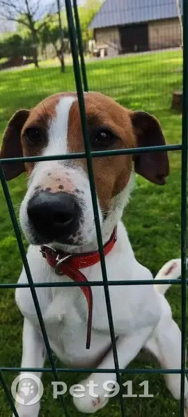 Chiot perdu repéré au Sap D49 - photo
