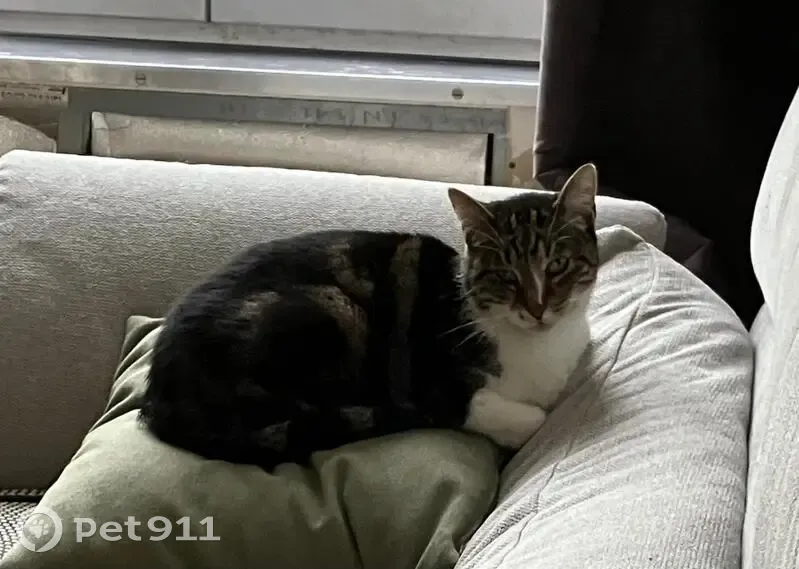 Chat âgé disparu à Lille - photo