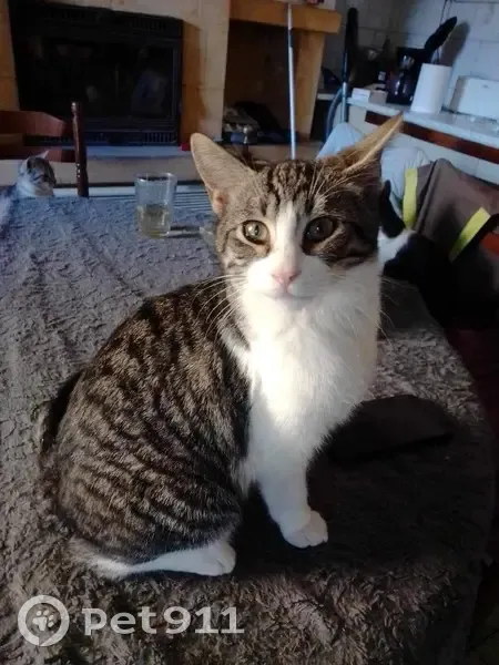 Chaton blanc-tigré perdu à Lacapelle - photo