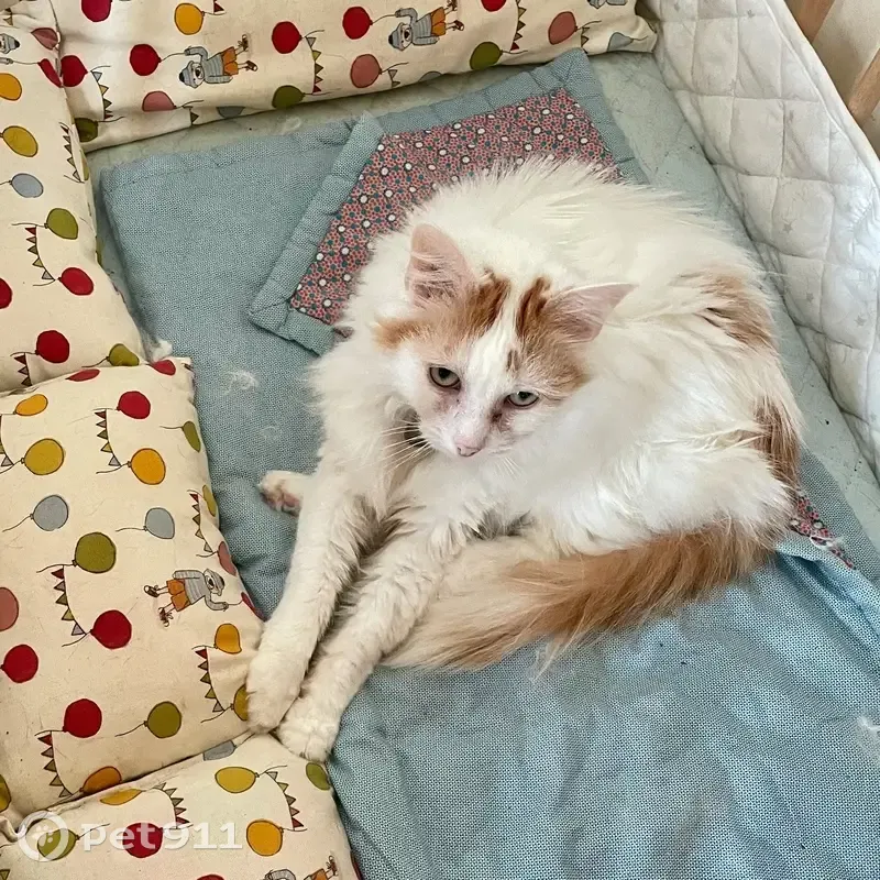 Ziva, chatte blanche/orange perdue - photo