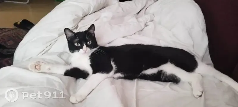 Chatte blanche et noire perdue - photo