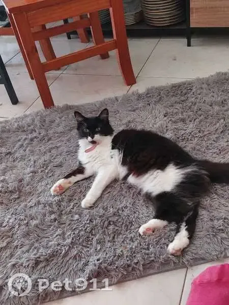 Chatte noire/blanche perdue à Toulouse - photo