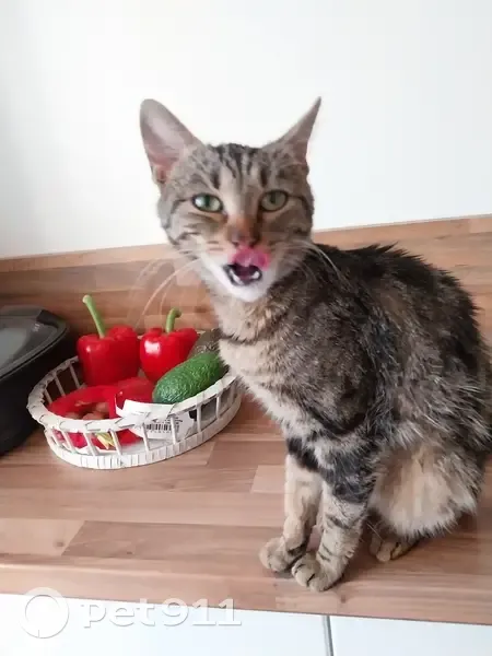 Chaton marron affectueux trouvé - photo