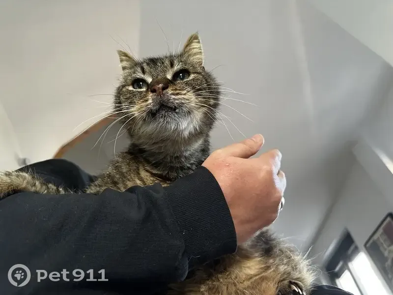Chat errant tatoué BGP trouvé - photo