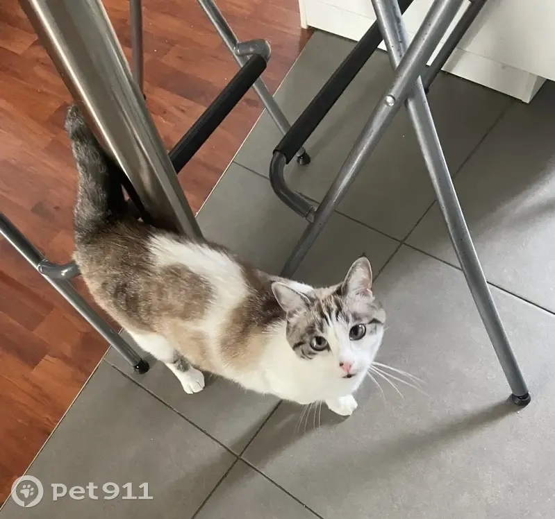 Chatte blanche tigrée perdue à Courbevoie - photo