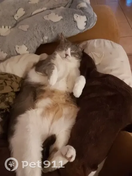 Chatte âgée grise/blanche perdue - photo