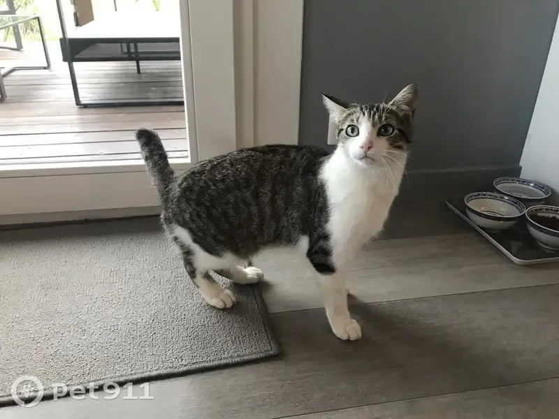 Chat gris tigré perdu à Annecy - photo