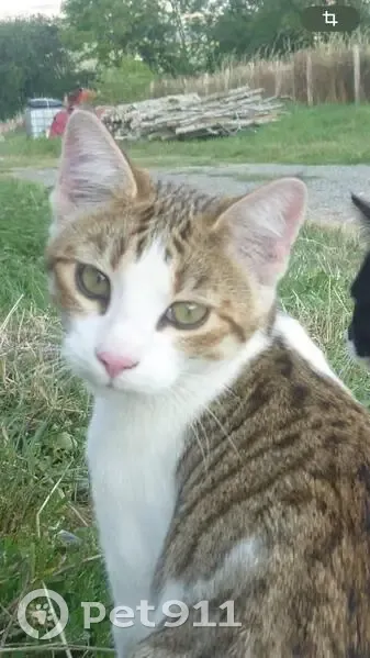 Chat de grange perdu - Égliseneuve - photo