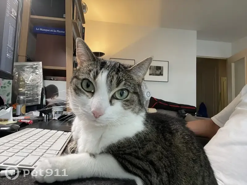 Chatte grise Mochi perdue - photo