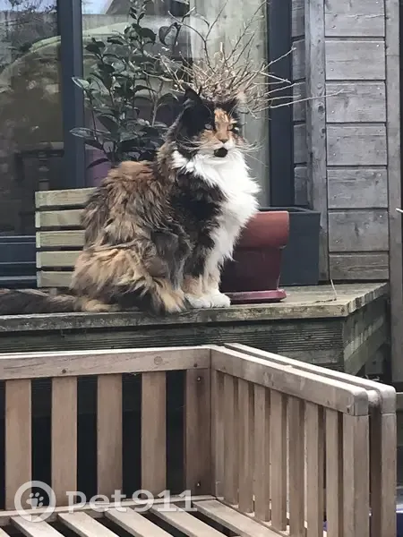 Chatte Maine Coon perdue, 14 ans - photo