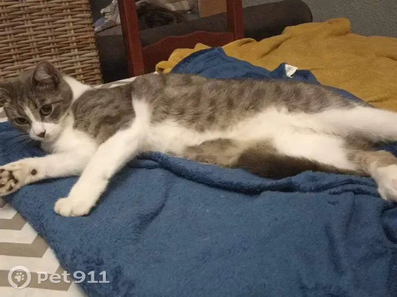 Mistigri, chat gris perdu - photo