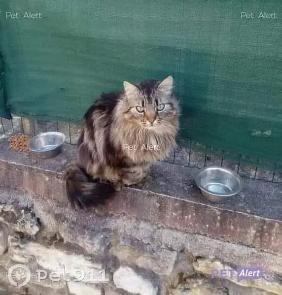 Pistache, chat sociable disparu - photo