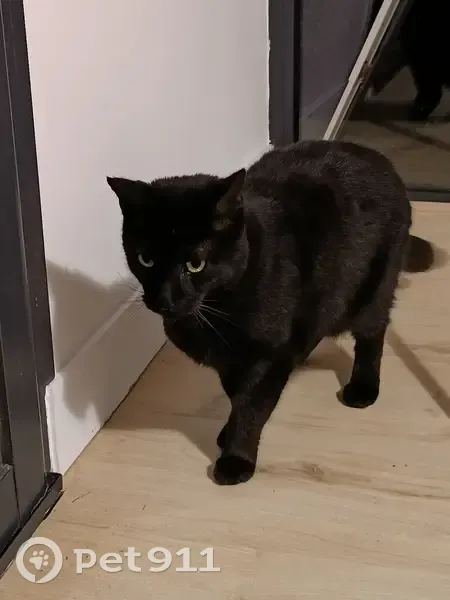 Chat noir perdu à Camarsac (33) - photo