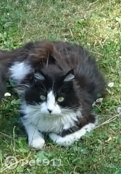 Chatte noire/blanche perdue à Cavaillon - photo