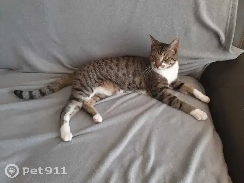 Chat tigré perdu à Miramas - photo