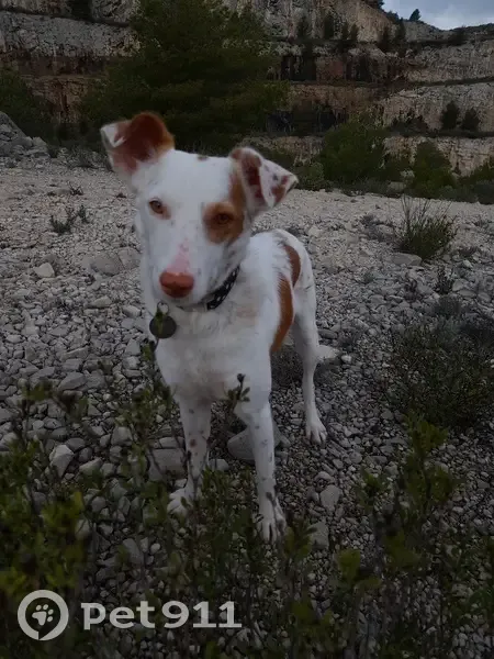 Chien Perdu: Dominga à La Ciotat - photo