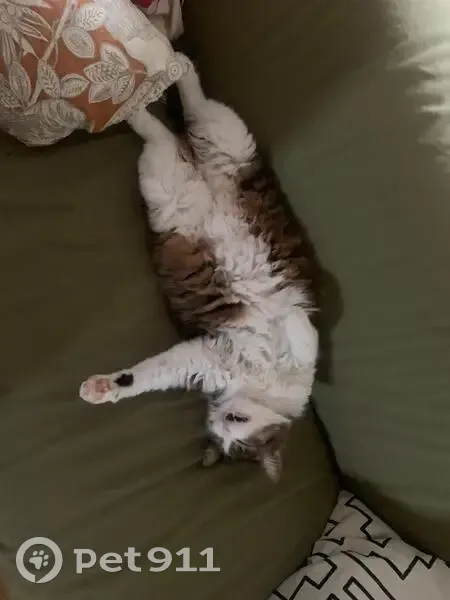 Chatte tigrée Simone perdue - photo