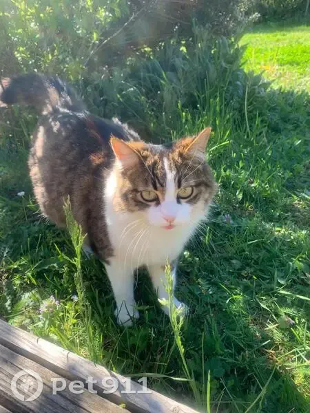 Chatte Simone perdue - Meyzieu - photo
