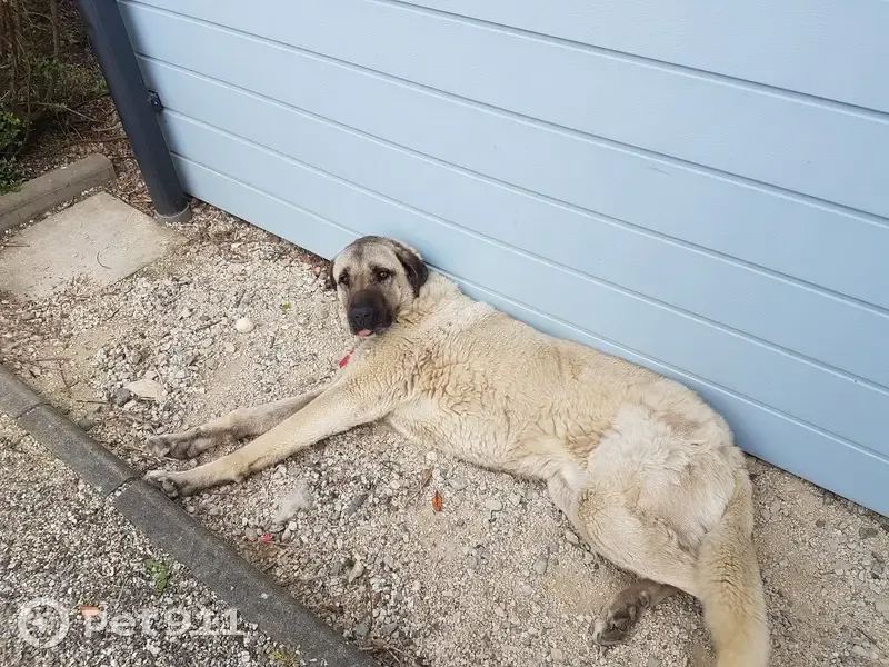 Chien perdu à Chabeuil, craintif - photo