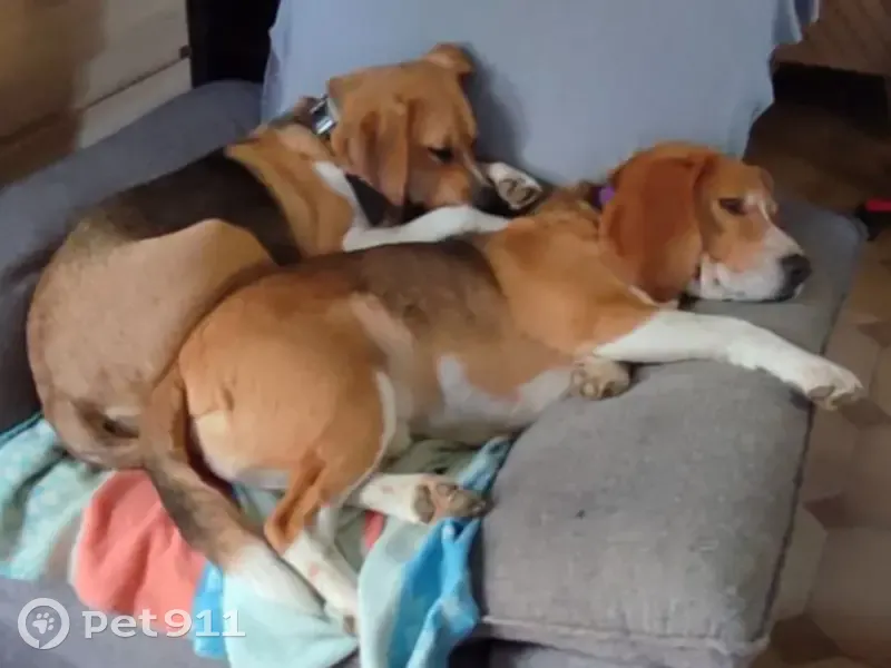Disparition de 2 beagles à Saint-Castin - photo