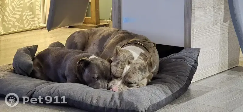 Appel: 2 Chiens Égarés à Fontaine-Bell. - photo