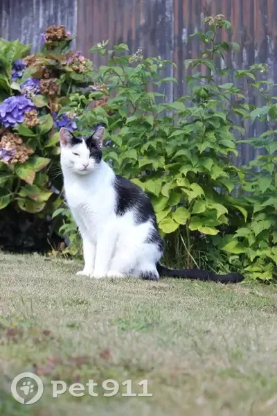 Félix, chat noir/blanc perdu - photo