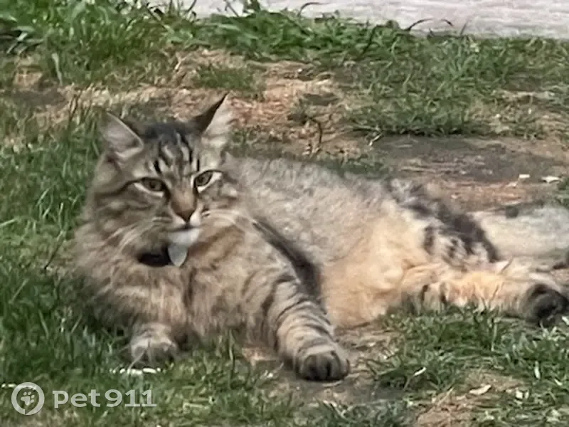 Chat tigré long perdu à Saint-Nazaire - photo