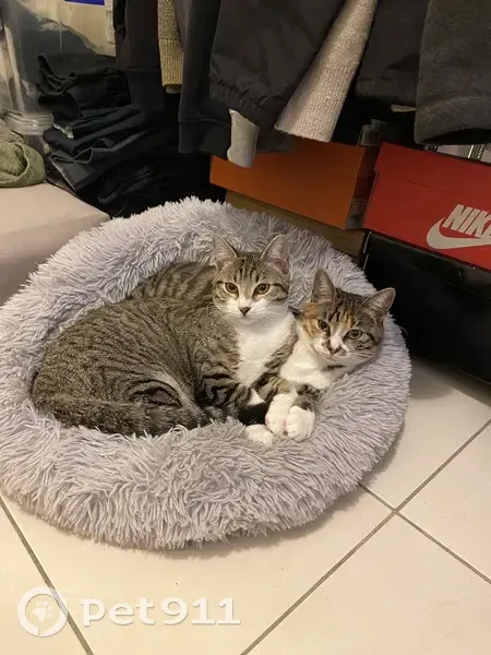 Chatte tigrée perdue à Paris - photo