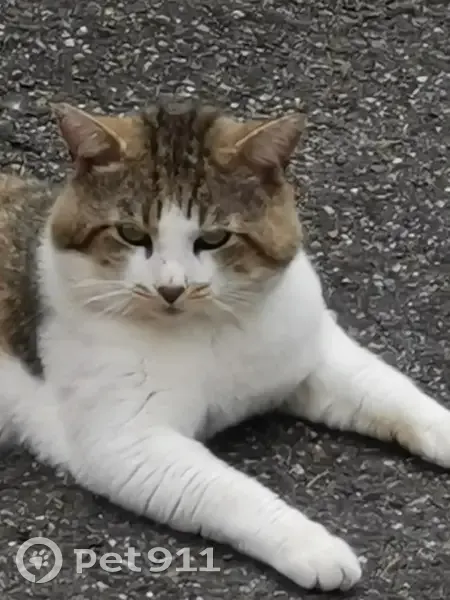 Chat blessé mâle trouvé à Eckbolsheim - photo