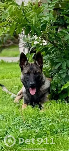 Malinoise perdue à Daoulas - Pucée - photo