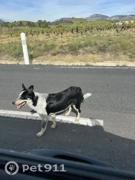 Border Collie retrouvé à Paziols - photo