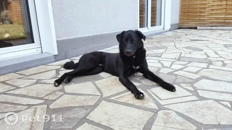 Labrador noir perdu - Roméo - photo