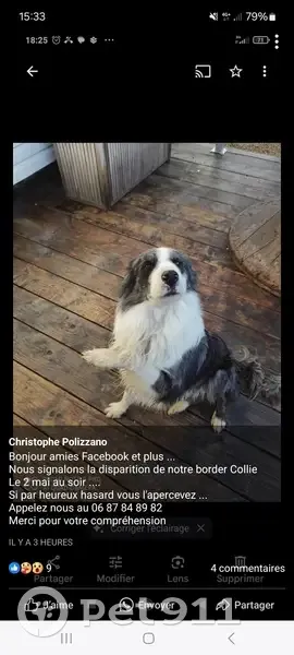 Chien Border Collie perdu à Eyragues - photo